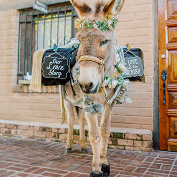 Arizona Wedding Beer Burros