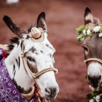 two beer burros